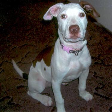 Cutrights Lilly Pit Bull.jpg